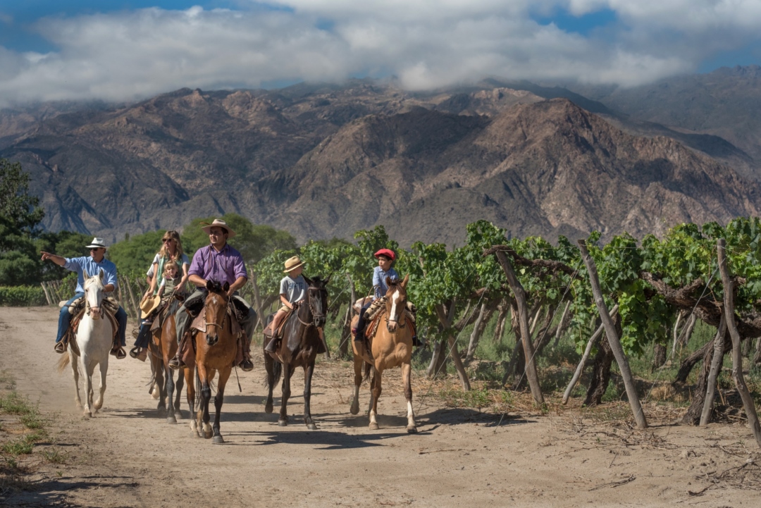 Viñedos_Cafayate_Salta_d2372.jpeg