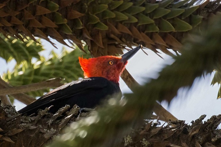 Esquel: recorrido virtual sobre aves del Parque Nacional Los Alerces