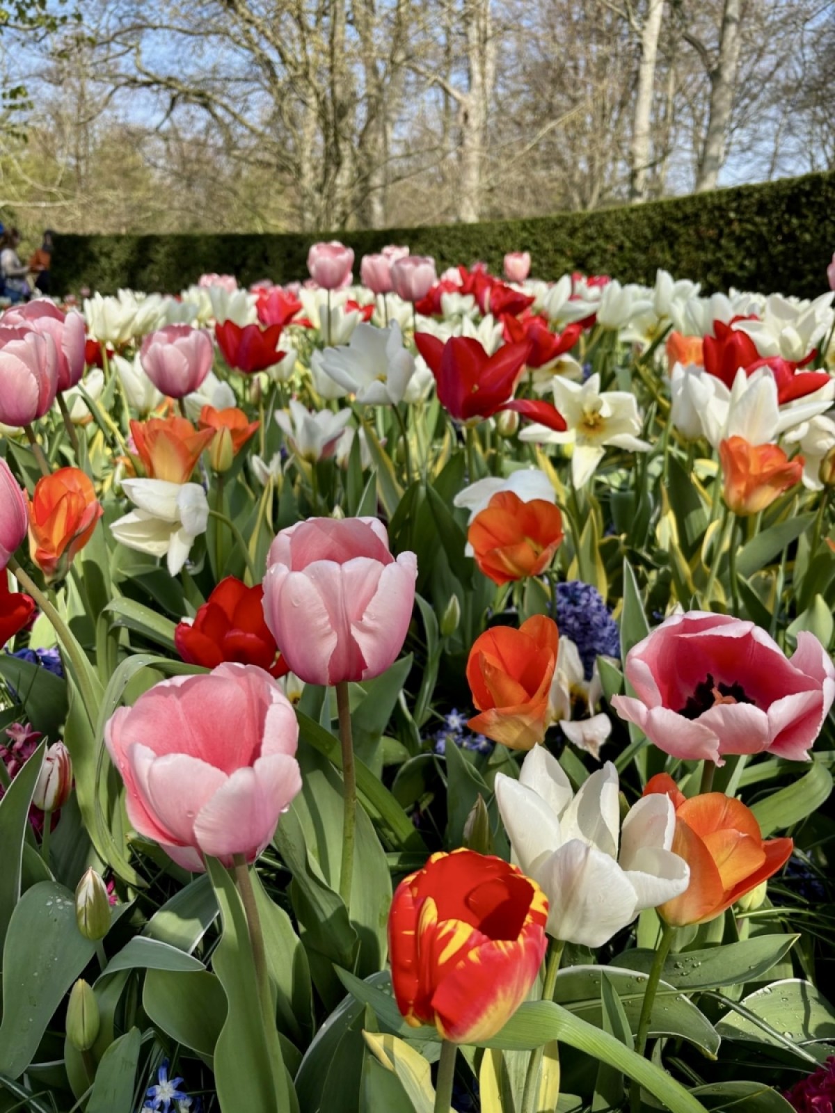 Amor y renovación son los significados específicos del color de los tulipanes