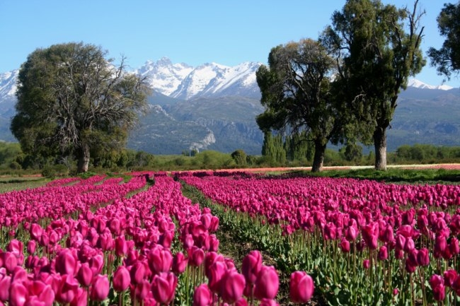 Los Tulipanes de Chubut, una belleza para disfrutar solo una vez al a&ntilde;o