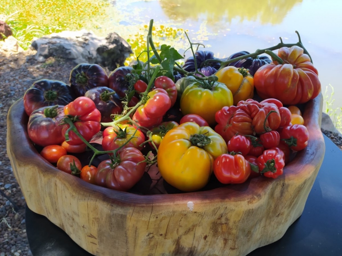 Paysandú: tomates y más