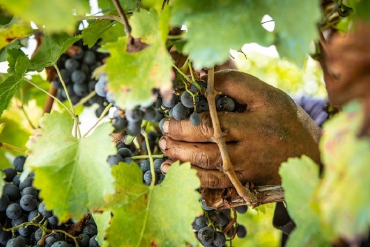 Una cosecha memorable