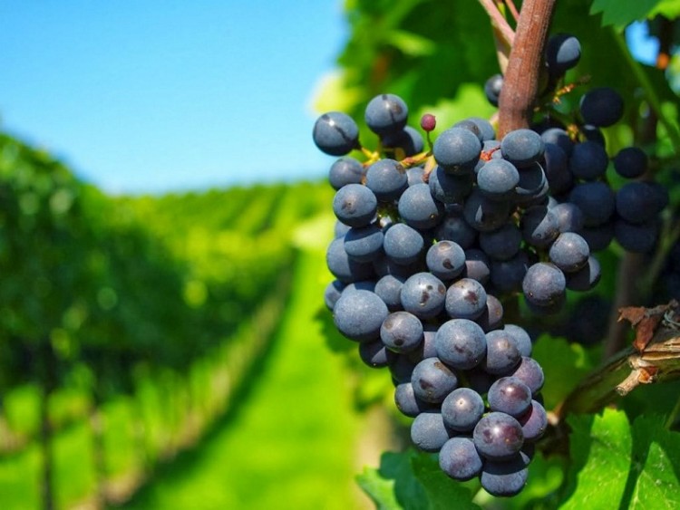 Bodegas reabren sus puertas al turismo interno