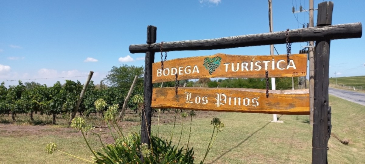 Vendimia en la bodega turística Los Pinos